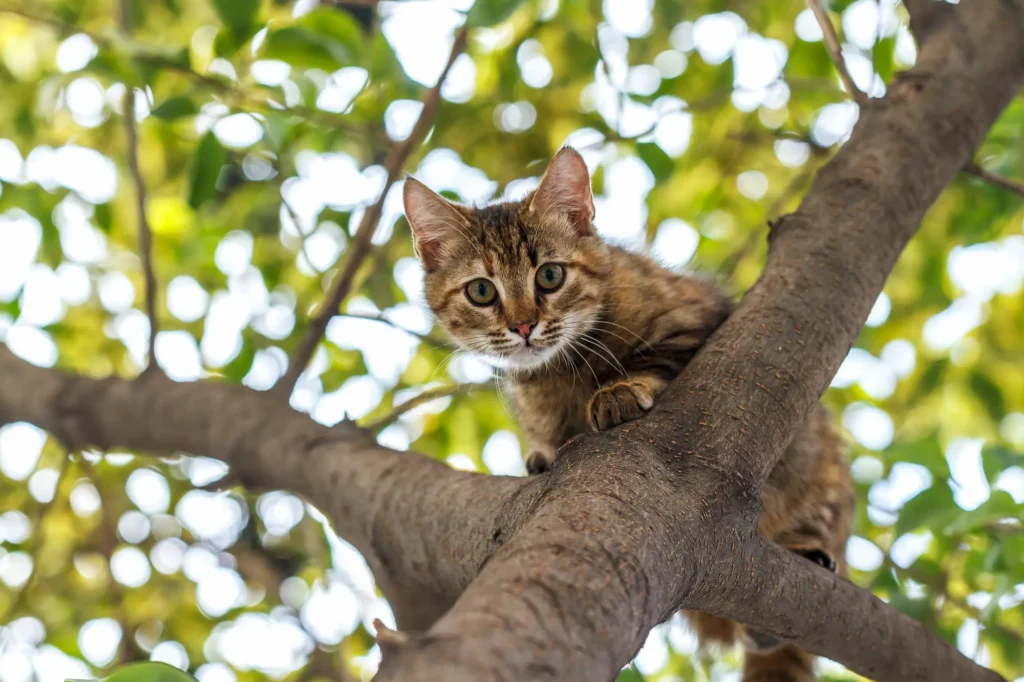 Cat in a tree